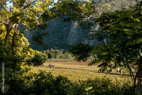 Horse grazing on green field