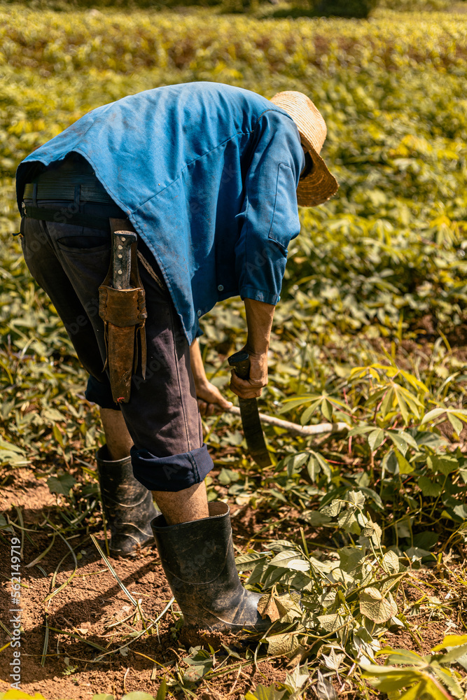 Man collecting cassava on agricultural field Man collecting cassava on agricultural field