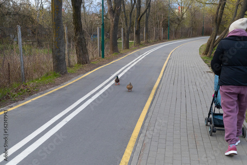 A couple of ducks walk along the bike path in city park. Wild birds in the urban environment.