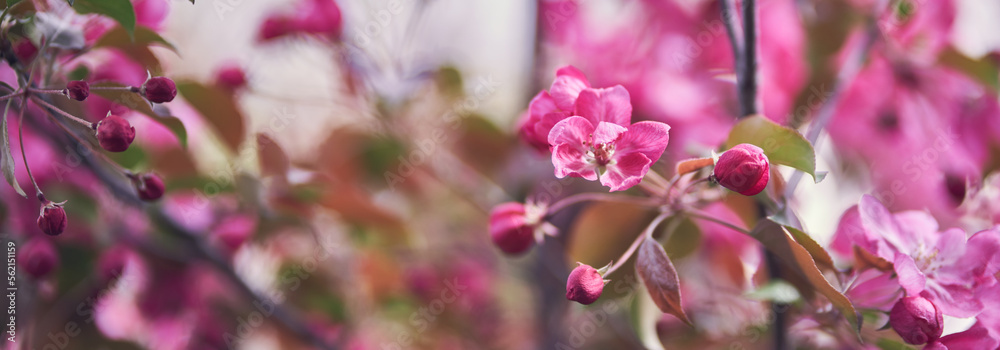 Banner. Trees in flowers. A close-up image of bright pink flowers blooming in spring. Nature. A blooming branch of a pink apple tree. Bright spring flowers. High quality photo Banner. Trees in flowers. A close-up image of bright pink flowers blooming in spring. Nature. A blooming branch of a pink apple tree. Bright spring flowers. High quality photo