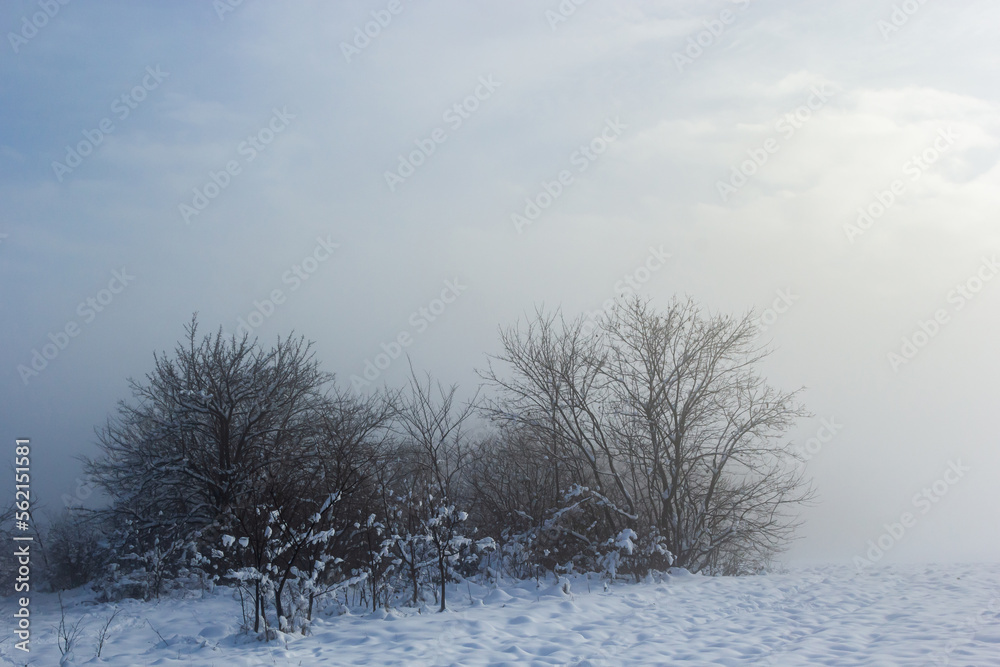 Winter snowy frosty landscape. The forest is covered snow. Frost and fog in the park Winter snowy frosty landscape. The forest is covered snow. Frost and fog in the park