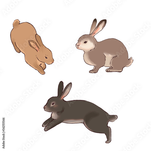 set of sketches of hares rabbits. hand drawing