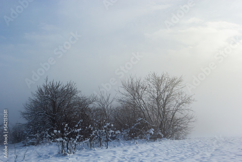 Wallpaper Mural Winter snowy frosty landscape. The forest is covered snow. Frost and fog in the park Torontodigital.ca