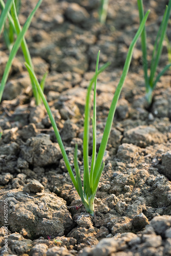 Onions planted. Green onions rise in two weeks.