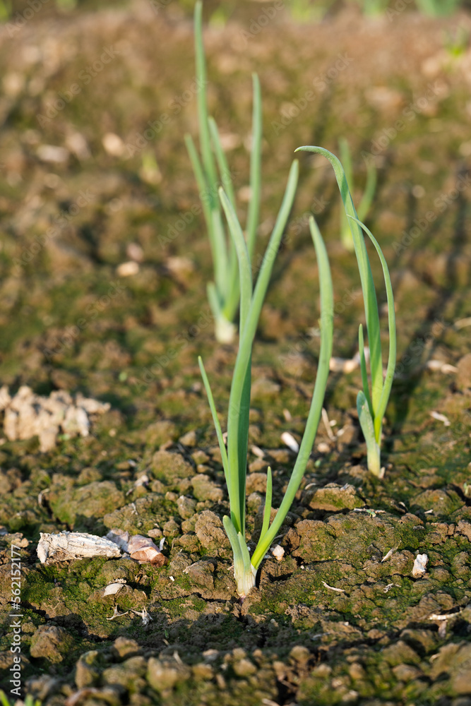 Onions planted. Green onions rise in two weeks. Onions planted. Green onions rise in two weeks.