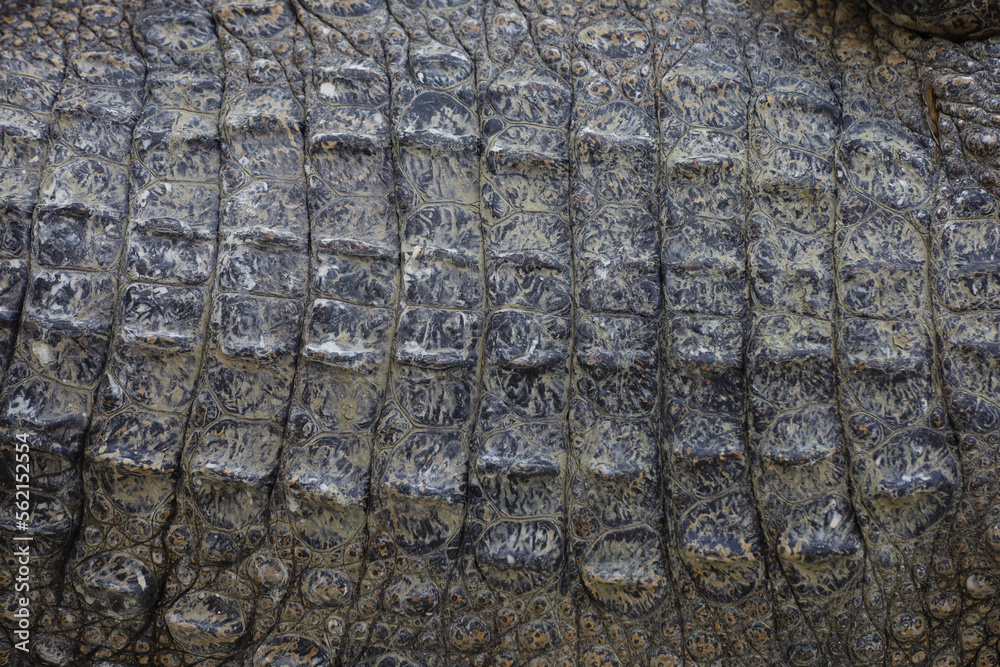 close up the crocodile skin for reptile animal skin and texture close up the crocodile skin for reptile animal skin and texture
