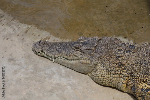 Close up big head crocodile is danger animal wildlife