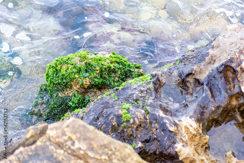 Close-up green seaweed on the stone on the beach.