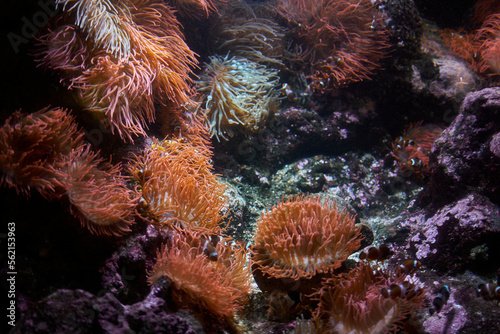 Orange Anemones on a Coral Reef