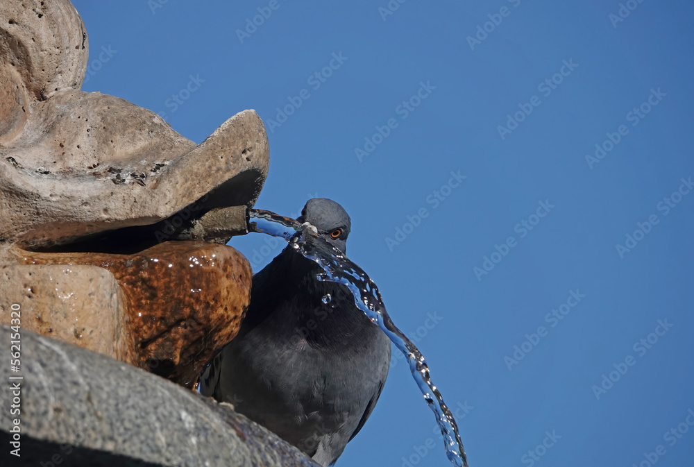 Pidgeon drinking from a fountain