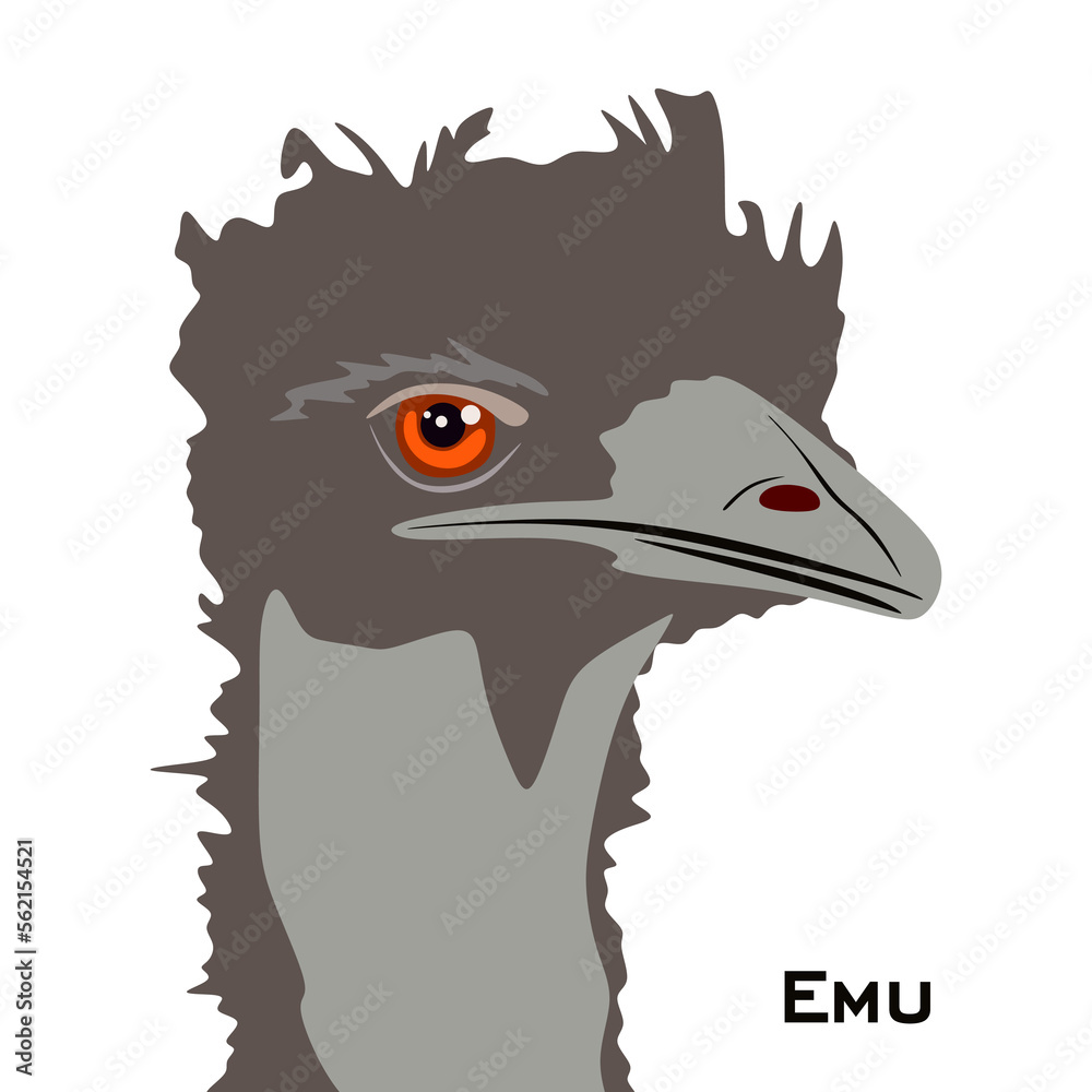 Emu bird head in flat style. Emu bird illustration isolated on white