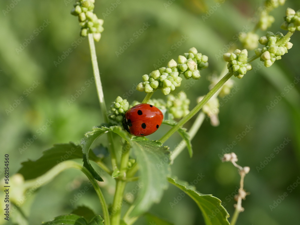 A small red ladybug with black spots crawls on the green grass on a sunny summer day. An insect's journey in a natural environment. A round beetle in a meadow. A small red ladybug with black spots crawls on the green grass on a sunny summer day. An insect's journey in a natural environment. A round beetle in a meadow.
