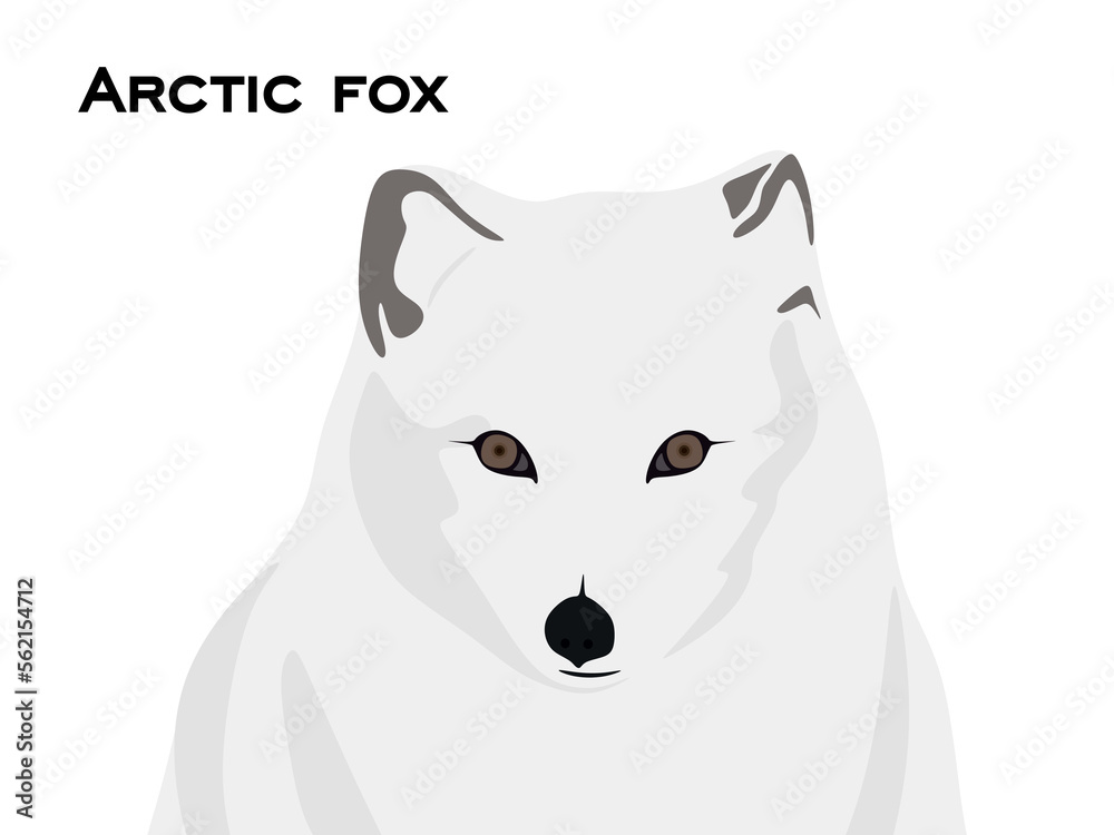 Arctic fox head in flat style. Arctic fox illustration isolated on white background. Animal vector illustration