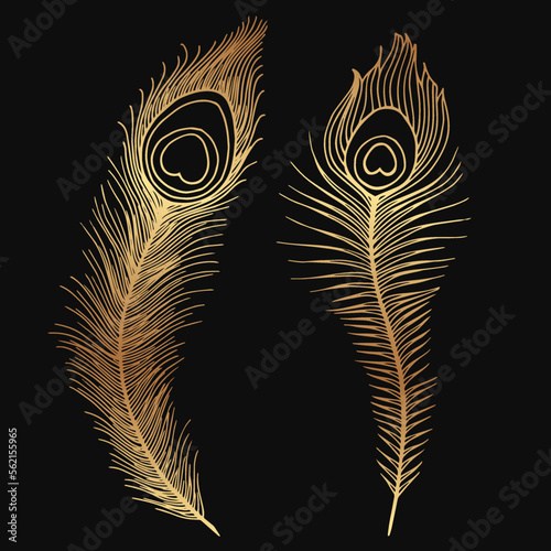 Set of golden peacock feathers sketches.