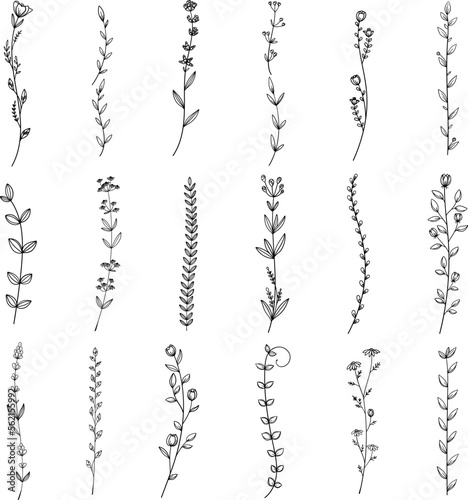 繊細な植物や花のボタニカルセット　ベクター素材