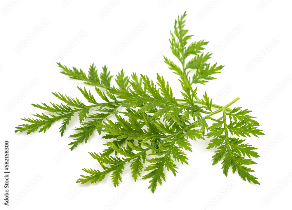 Artemisia annua branch Artemisia annua branch