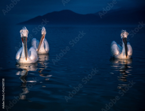 Fototapeta Naklejka Na Ścianę i Meble -  pelicans in the night