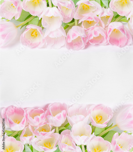 Fototapeta Naklejka Na Ścianę i Meble -  Mother's Day, St Valentine's Day Card. Tulips on white Background, flat lay