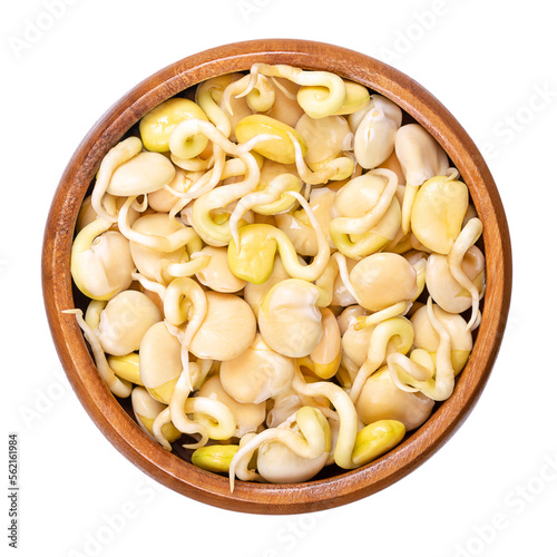 Sweet lupine bean sprouts, in a wooden bowl. Fresh sprouted white or field lupine beans. Lupinus albus, with low content of antinutrients and alkaloids, used as protein source and as meat substitute. photo
