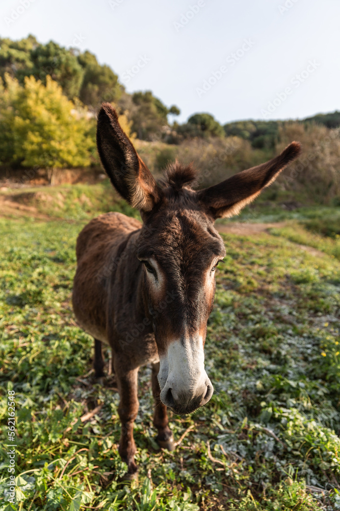 A donkey standing outdoors in the field at daytime. A donkey standing outdoors in the field at daytime.