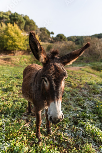 A donkey standing outdoors in the field at daytime.