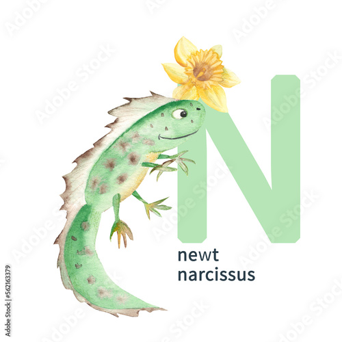 Letter N  newt  narcissus  cute kids colorful animals and flower ABC alphabet. Watercolor illustration isolated on white background. Can be used for alphabet or cards for kids learning English