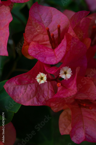 red bougainvillea red flower with green leaves