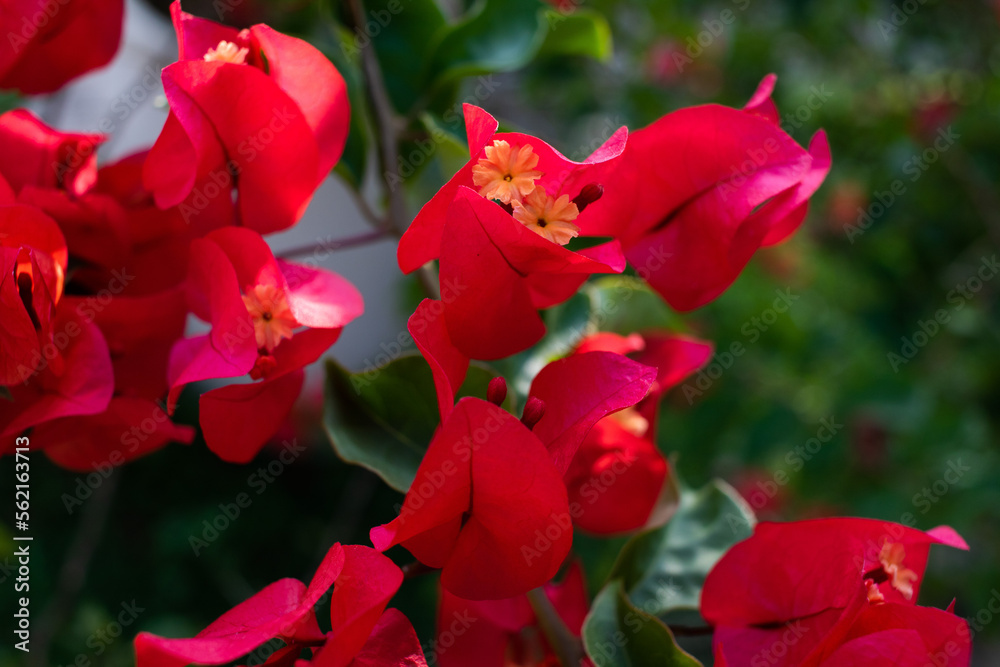 red bougainvillea red flower with green leaves