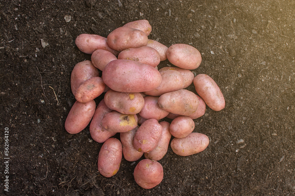 potatoes of different sizes piled up on the ground potatoes of different sizes piled up on the ground