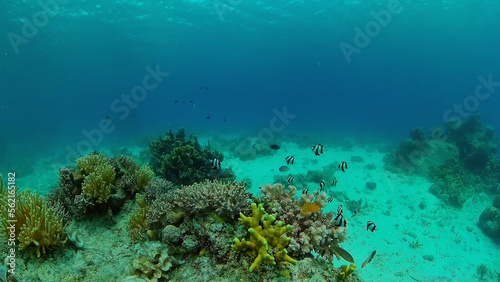 Wonderful and beautiful underwater colorful fishes and corals in the tropical reef. Philippines. © Alex Traveler