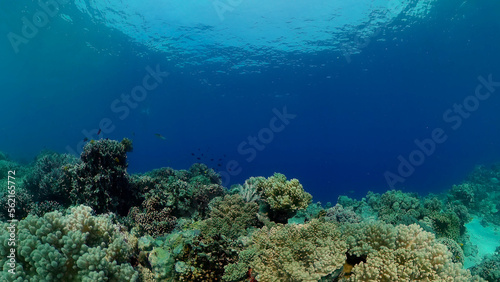 Tropical fishes and coral reef underwater. Hard and soft corals  underwater landscape.
