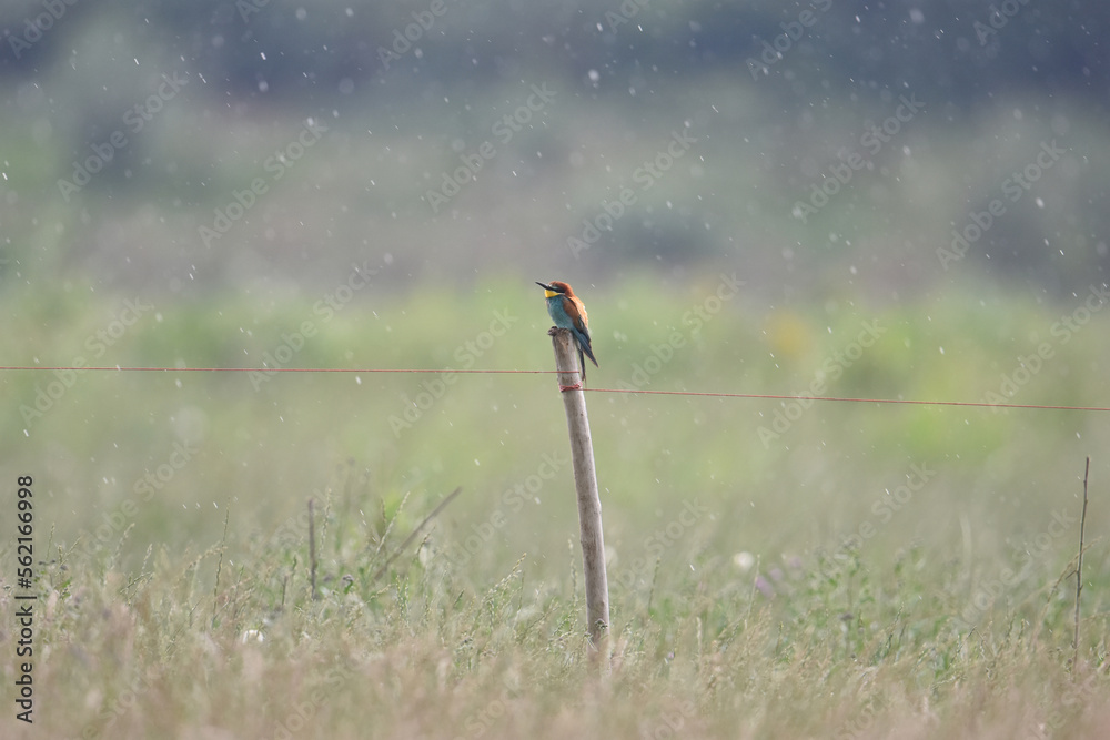 European bee-eater perched on a post on a rainy day with individual droplets visible and the background blurred in soft pastel colours. Italy - Piedmont.