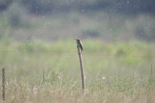 European bee-eater perched on a post on a rainy day with individual droplets visible and the background blurred in soft pastel colours. Italy - Piedmont.