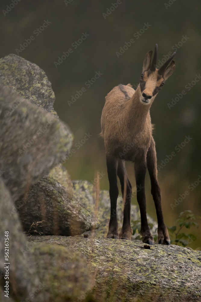 Portrait of a cute young alpine Chamois (Rupicapra rupicapra) with summer coat standing upright on a large stone on a foggy evening and looking at me curiously, Piedmont Alps, Italy. Portrait of a cute young alpine Chamois (Rupicapra rupicapra) with summer coat standing upright on a large stone on a foggy evening and looking at me curiously, Piedmont Alps, Italy.