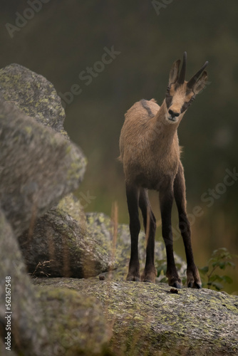 Portrait of a cute young  alpine Chamois (Rupicapra rupicapra) with summer coat standing upright on a large stone on a foggy evening and looking at me curiously, Piedmont Alps, Italy.