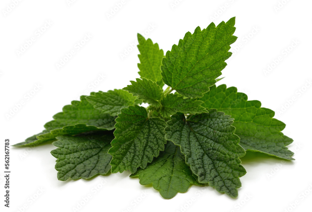 Branch of green nettle. Branch of green nettle.