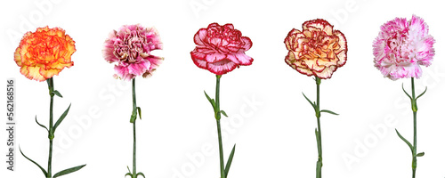 Tableau sur toile Oeillets des fleuristes
