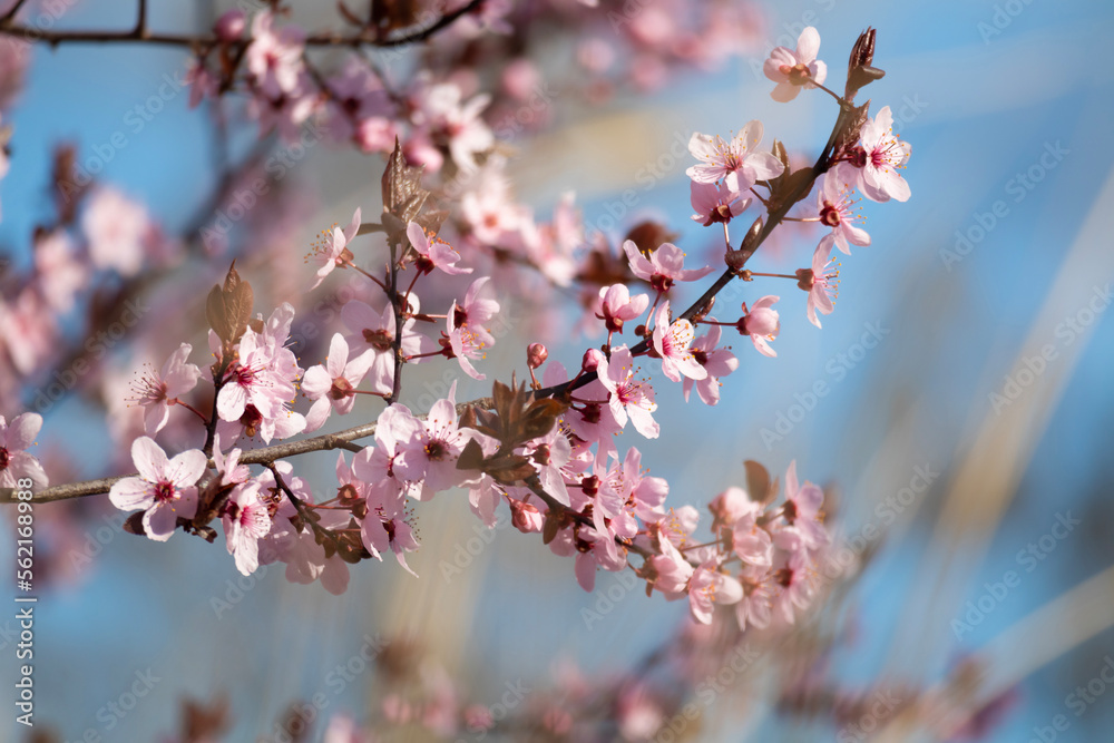 Cherry pink flowers blossom - spring background with blue sky Cherry pink flowers blossom - spring background with blue sky
