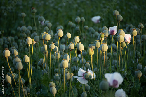 Side view of field poppies with vening sun light
