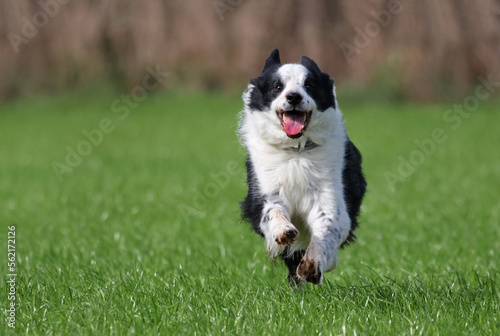 Happy dog running on a meadow outdoors looking at the camera. Border collie dog  Canis lupus familiaris  enjoying a good time on a grass field. Cute joyful senior dog.