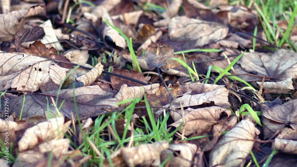 Dried dead leaves on the ground in winter Dried dead leaves on the ground in winter