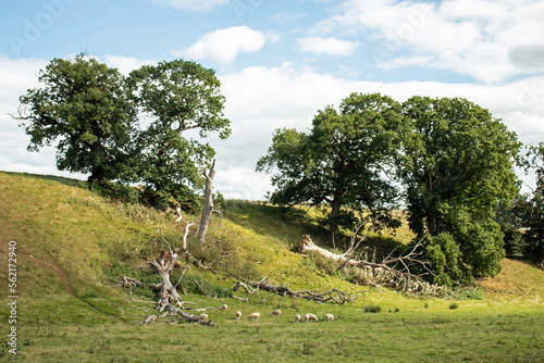 Trees in the field