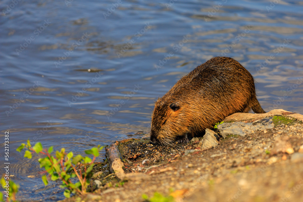 Nutria on the banks of the Vltava river in Prague the capital of the Czech Republic. Urban animals.Background Nutria on the banks of the Vltava river in Prague the capital of the Czech Republic. Urban animals.Background