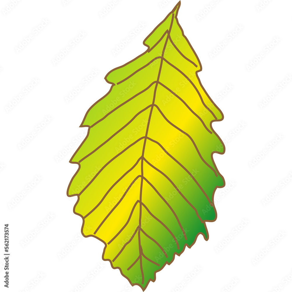 colorful autumn leaves Chestnut, maple, oak, birch, aspen, etc. colorful autumn leaves Chestnut, maple, oak, birch, aspen, etc.