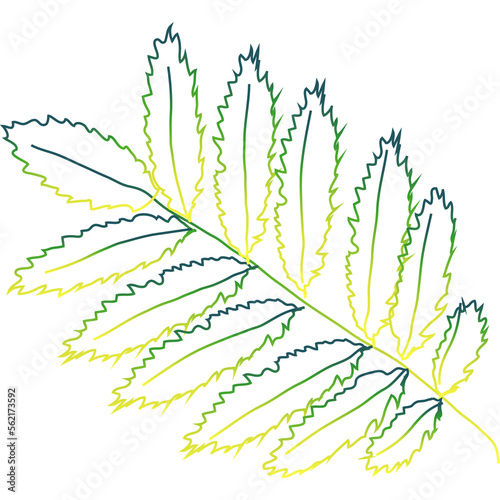  colorful autumn leaves Chestnut, maple, oak, birch, aspen, etc. © MichiruKayo