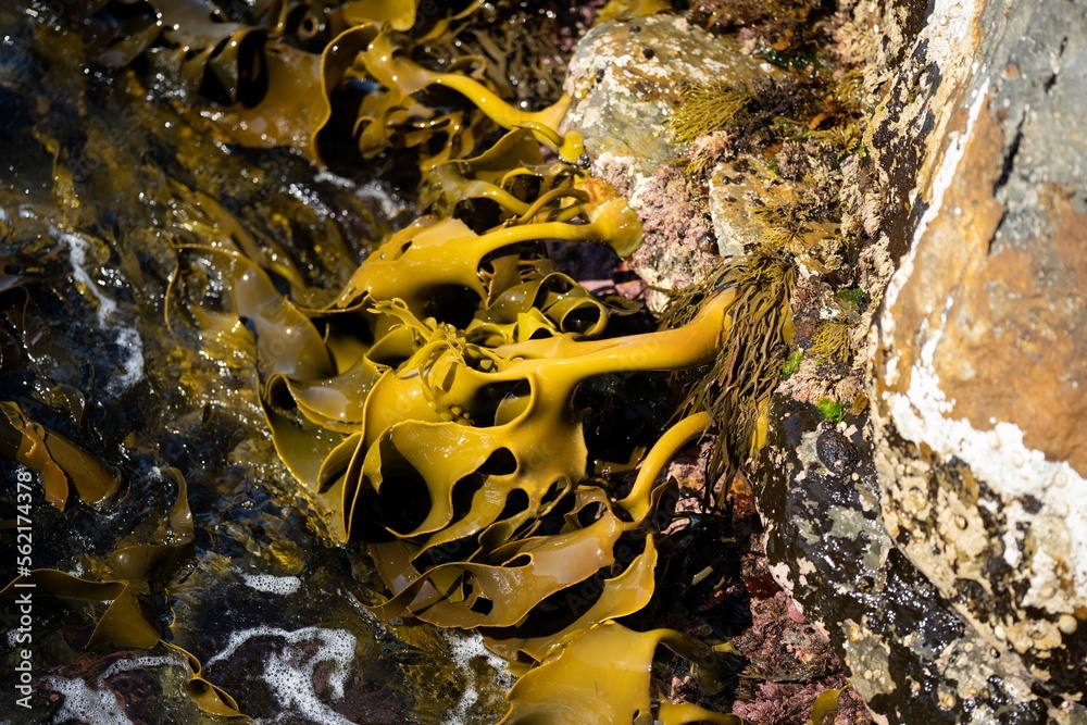 Seaweed and bull kelp growing on rocks in the ocean in australia. Waves ...