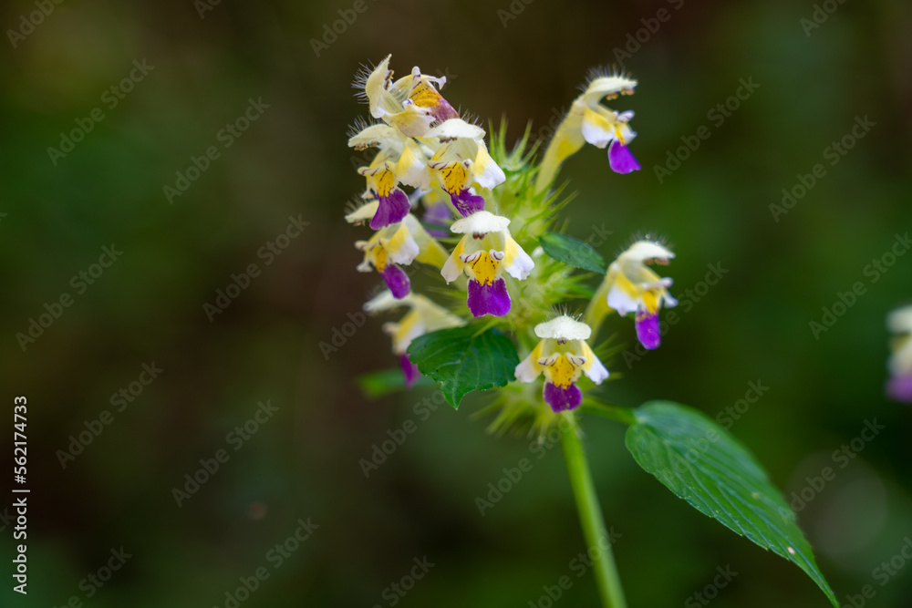 Flower in nature in summer in the nicest weather Flower in nature in summer in the nicest weather