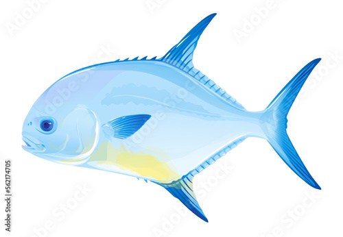 Permit fish in side view, realistic sea fish illustration on white background, recreational fishing, sport fishing