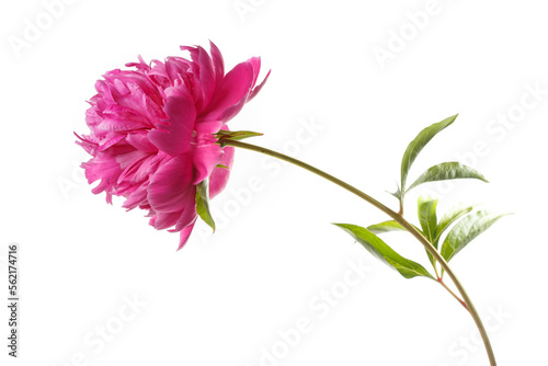 Beautiful pink terry peony isolated on a white background. © ksi