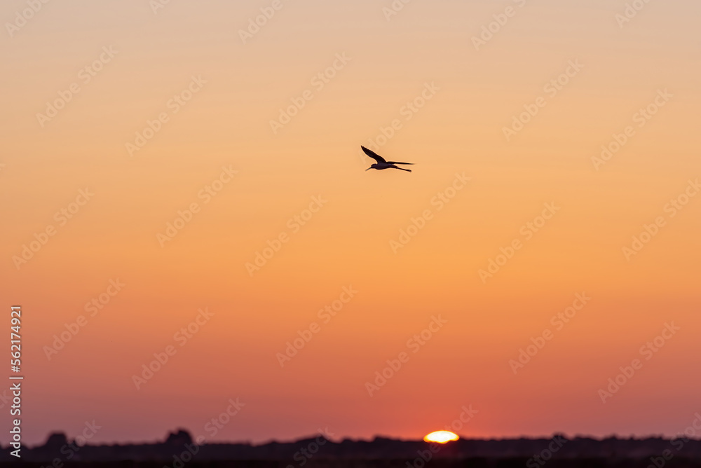 The flight of a bird against the background of the rising sun